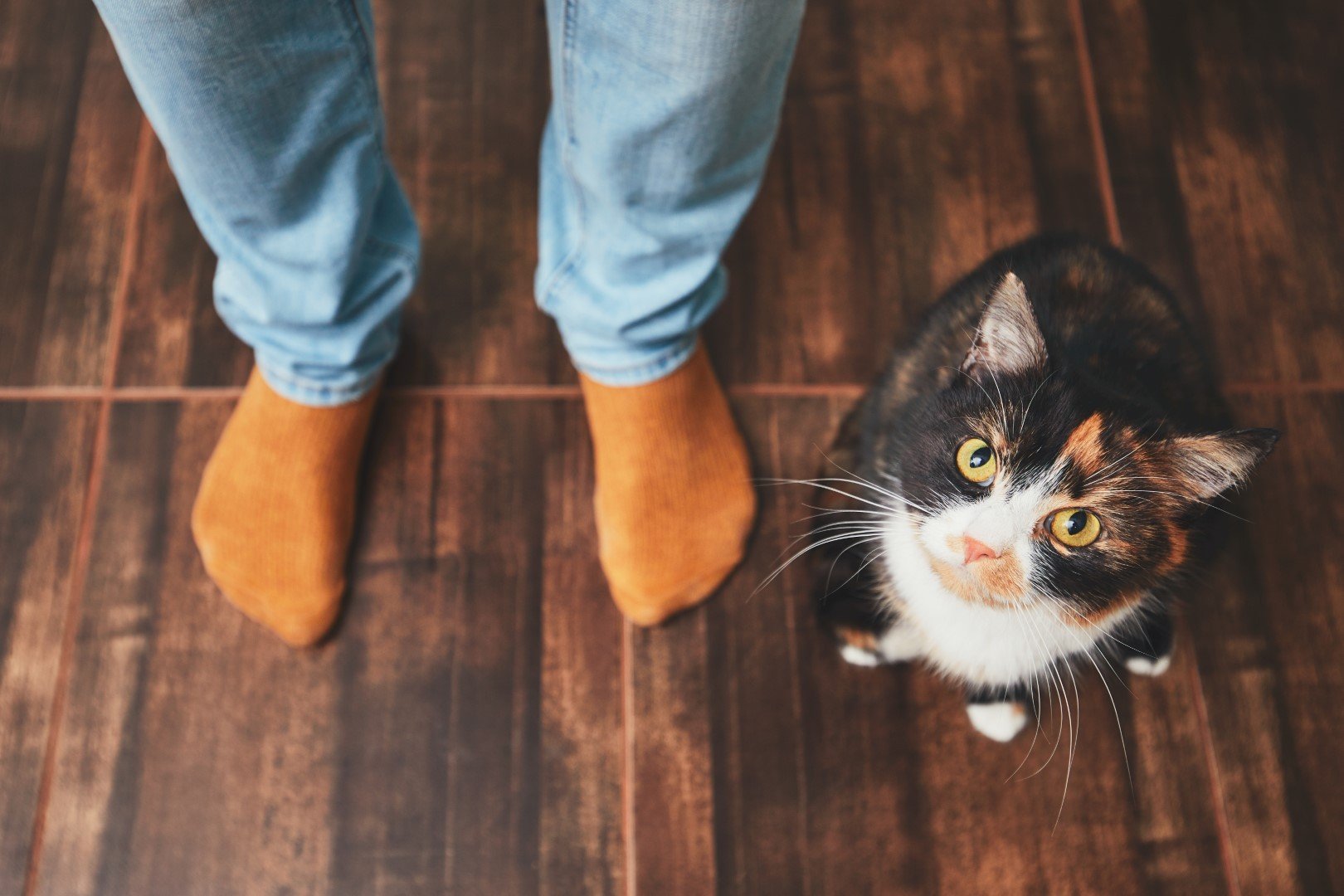 Man and cute cat